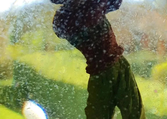 Дом отдыха Norma Immersa Nel Golf Margara *